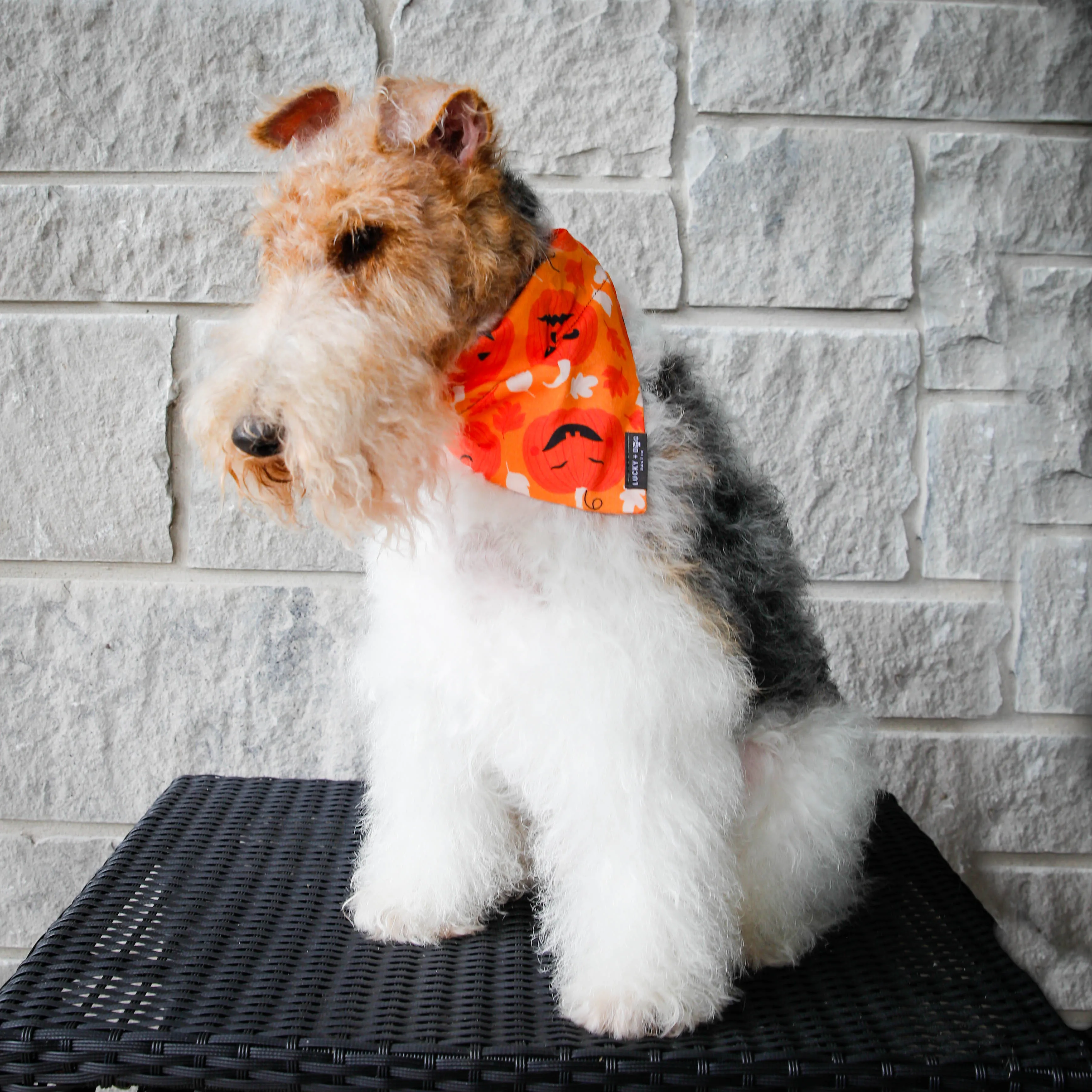 Fi Collar Band - Pumpkin Pup