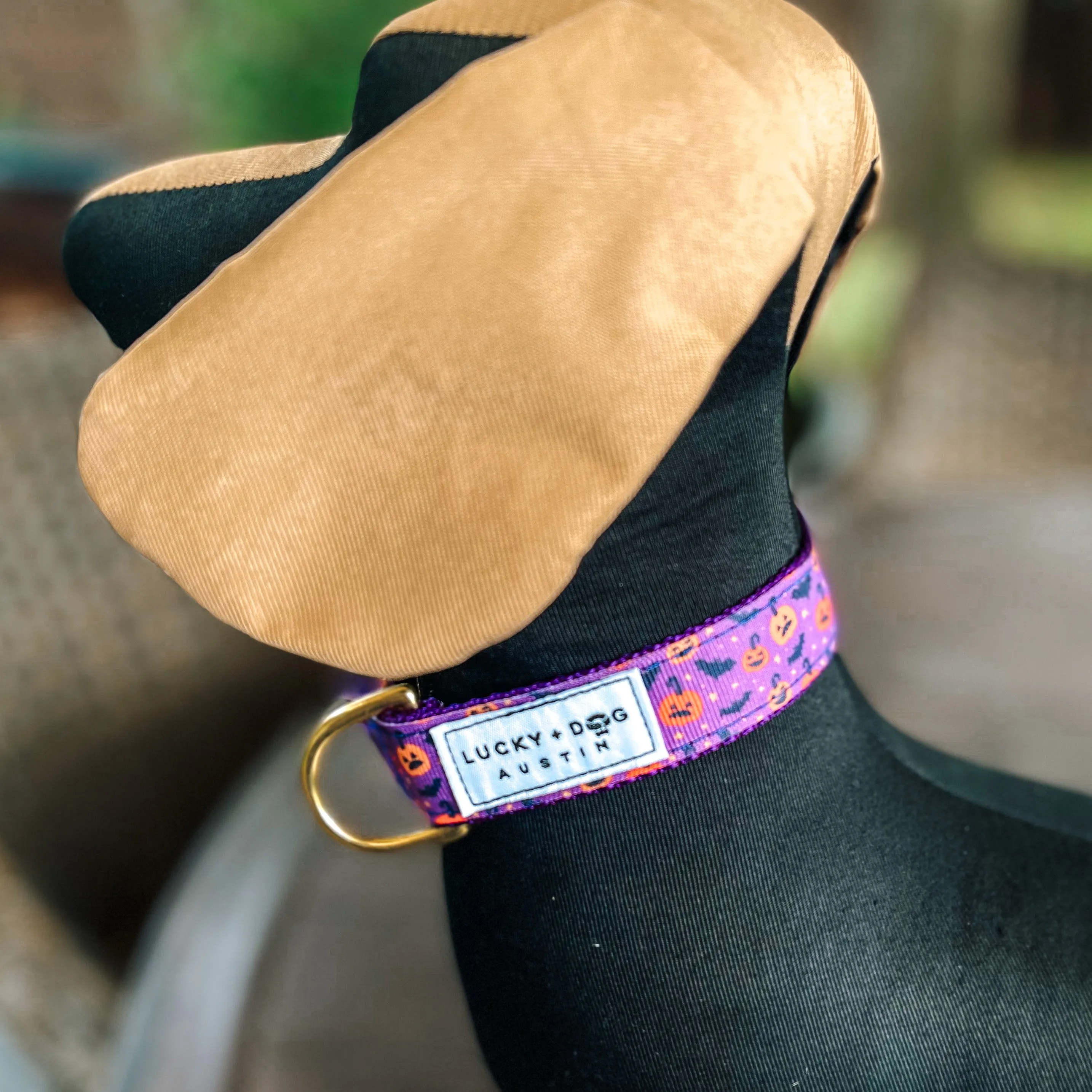 Fi Collar Band - Purple Potion